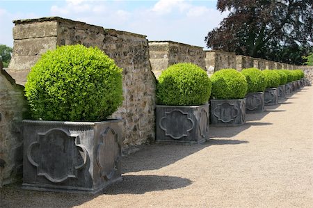 Green circular hedging shrubs in square metal, containers in a line on a path, with old stone walling to the rear. Stock Photo - Budget Royalty-Free & Subscription, Code: 400-05062537