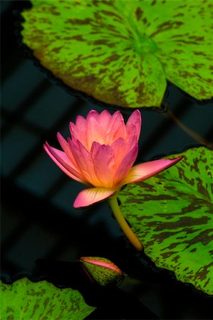 simsearch:400-05706715,k - Closeup shot of a beautiful pink water lily Photographie de stock - Aubaine LD & Abonnement, Code: 400-05062599