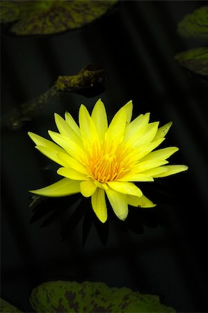 simsearch:400-05210967,k - Closeup shot of a beautiful yellow water lily Foto de stock - Royalty-Free Super Valor e Assinatura, Número: 400-05062600