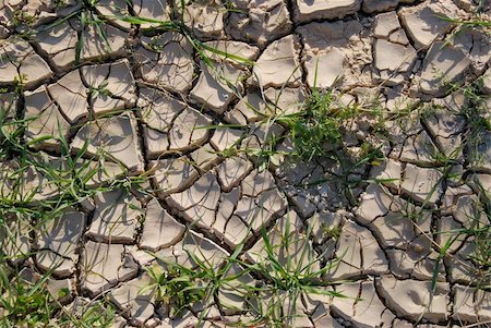 Young plants in the dry cracked desert Photographie de stock - Aubaine LD & Abonnement, Code: 400-05062655