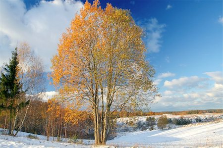 simsearch:400-05133114,k - Winter scene whith autumn tree. Winter meet autumn. Photographie de stock - Aubaine LD & Abonnement, Code: 400-05062717