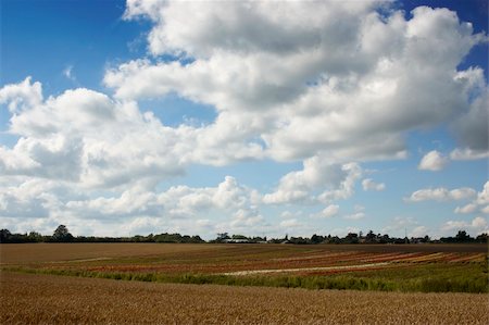 A summer landscape with wheat and blue sky Photographie de stock - Aubaine LD & Abonnement, Code: 400-05063292