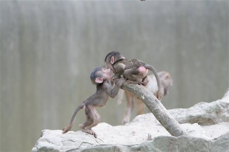 Two small macaque kids play with each other. Photographie de stock - Aubaine LD & Abonnement, Code: 400-05063303