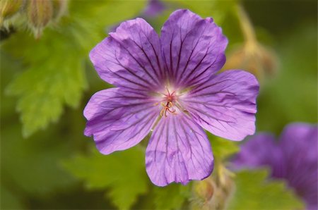 Detail of the flowers of a perennial geranium Stock Photo - Budget Royalty-Free & Subscription, Code: 400-05063506