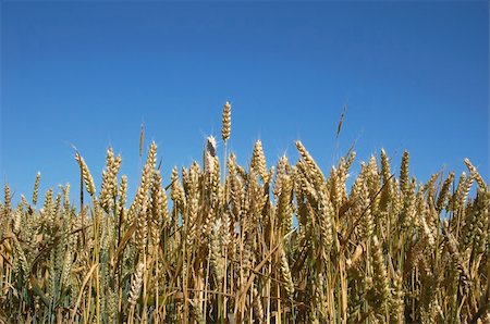 farmer in wheat field - A wheat field against a blue sky. Foto de stock - Super Valor sin royalties y Suscripción, Código: 400-05063516