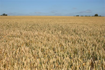 farmer in wheat field - A wheat field Foto de stock - Super Valor sin royalties y Suscripción, Código: 400-05063518