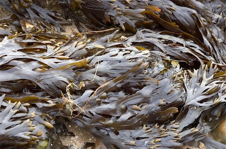 Seaweed on a beach in winter Stock Photo - Budget Royalty-Free & Subscription, Code: 400-05063589