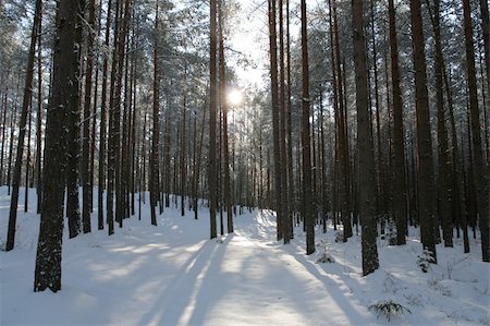 simsearch:400-05063238,k - White winter forest scene with sun. Stock Photo - Budget Royalty-Free & Subscription, Code: 400-05063636