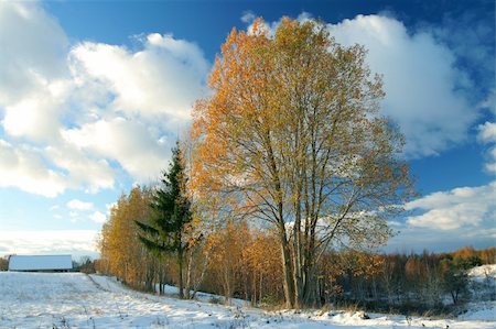 simsearch:400-04952029,k - Winter scene whith road and autumn trees. Winter meet autumn Foto de stock - Royalty-Free Super Valor e Assinatura, Número: 400-05063644