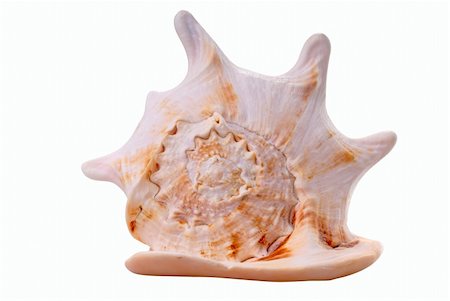 simsearch:400-07553606,k - Sea conch isolated on white Stock Photo - Budget Royalty-Free & Subscription, Code: 400-05063676