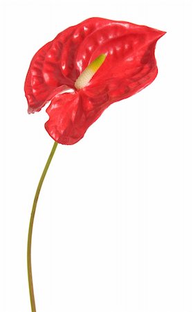 red anthurium, isolated on white Stock Photo - Budget Royalty-Free & Subscription, Code: 400-05063890