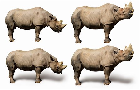 simsearch:400-03949532,k - Standing adult Rhinoceros in sunny summer day. Clipping path included to remove object shadow or replace background. Fotografie stock - Microstock e Abbonamento, Codice: 400-05074150