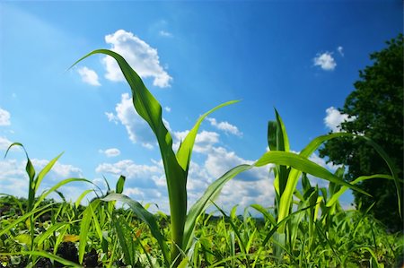 simsearch:400-03932749,k - Corn Field with a blue cloudy background Photographie de stock - Aubaine LD & Abonnement, Code: 400-05074332