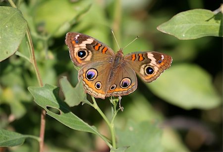 Common Buckeye Butterfly (Junonia coenia) resting on a plant Stock Photo - Budget Royalty-Free & Subscription, Code: 400-05074448