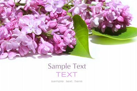 simsearch:400-04545260,k - Lilac flowers isolated against white background Stock Photo - Budget Royalty-Free & Subscription, Code: 400-05074544
