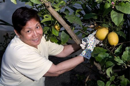 Happy senior Asian woman outdoors in garden wearing gardening gloves picking lemons from a lemon tree Stock Photo - Budget Royalty-Free & Subscription, Code: 400-05074556