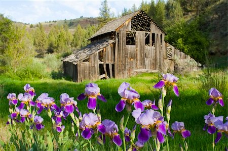 decrepit barns - An old barn in Eastern Oregon with purple Irises Stock Photo - Budget Royalty-Free & Subscription, Code: 400-05074647