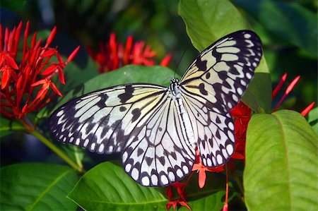 paintings on forest animals - Butterfly with red flowers Stock Photo - Budget Royalty-Free & Subscription, Code: 400-05074710