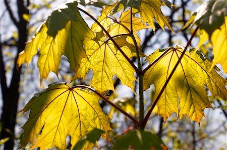 simsearch:400-04475632,k - Warm colors of Autumn. Yellow maple leaves. Foto de stock - Royalty-Free Super Valor e Assinatura, Número: 400-05074725