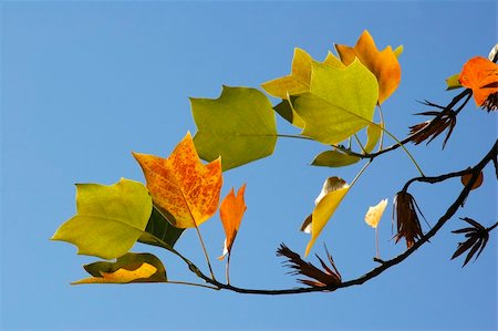simsearch:400-05880107,k - Autumn fall leaves against a blue sky Photographie de stock - Aubaine LD & Abonnement, Code: 400-05074723
