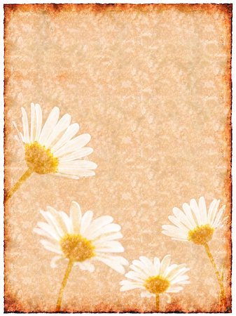 simsearch:400-05923102,k - Old sheet of paper with daisy flowers on background Stockbilder - Microstock & Abonnement, Bildnummer: 400-05074738