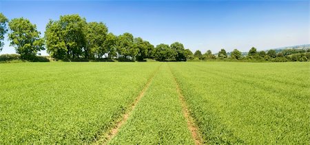 simsearch:400-04015482,k - a field of crops Photographie de stock - Aubaine LD & Abonnement, Code: 400-05074782