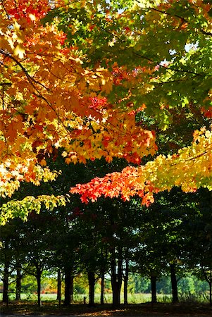 simsearch:400-04066755,k - Branches of colorful autumn maple trees in fall park Foto de stock - Royalty-Free Super Valor e Assinatura, Número: 400-05074831