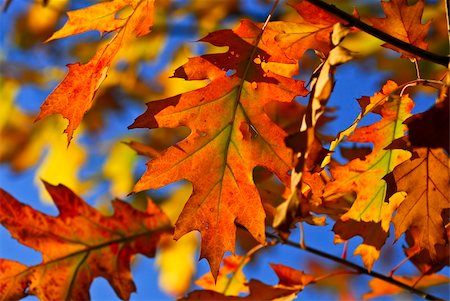 simsearch:400-04066755,k - Autumn oak leaves of bright fall colors close up Foto de stock - Royalty-Free Super Valor e Assinatura, Número: 400-05074832