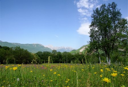 tranquil rural scene with meadow and mountains over blue sky Foto de stock - Super Valor sin royalties y Suscripción, Código: 400-05075014