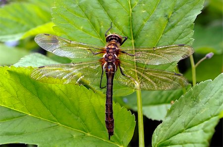 simsearch:400-06560180,k - Dragonfly resting on a blade of grass Stock Photo - Budget Royalty-Free & Subscription, Code: 400-05075077