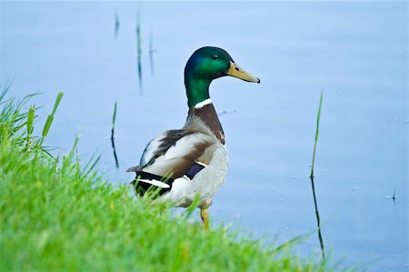 simsearch:400-07260284,k - Drake on coast of a pond in city park Stock Photo - Budget Royalty-Free & Subscription, Code: 400-05075091