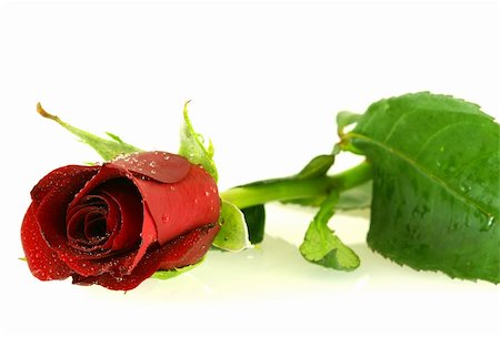 dew drops on green stem - beautiful red rose with a water drops over white background Stock Photo - Budget Royalty-Free & Subscription, Code: 400-05075287