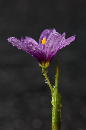 selectphoto (artist) - Blue-eyed Grass (Sisyrinchium sp) flower Stock Photo - Budget Royalty-Free & Subscription, Code: 400-05075332