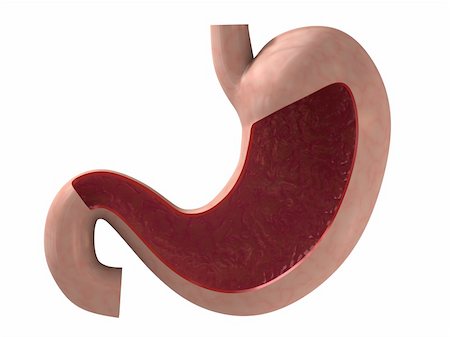 stomach cartoon - 3drendered anatomy illustration from a profile of a healthy stomach Stock Photo - Budget Royalty-Free & Subscription, Code: 400-05075545
