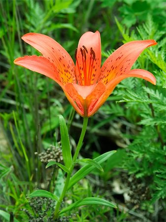 flower to tiger lily Foto de stock - Super Valor sin royalties y Suscripción, Código: 400-05075769