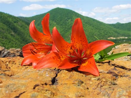 bouquet tiger lily on stone Foto de stock - Super Valor sin royalties y Suscripción, Código: 400-05075774