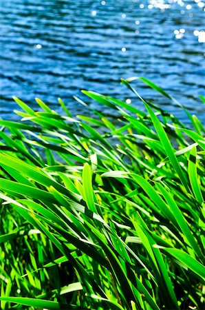 Natural background of green reeds at water edge Stock Photo - Budget Royalty-Free & Subscription, Code: 400-05076565