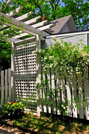 photo picket garden - White trellis and fence with flowering bridal wreath shrub in a garden Foto de stock - Super Valor sin royalties y Suscripción, Código: 400-05076568