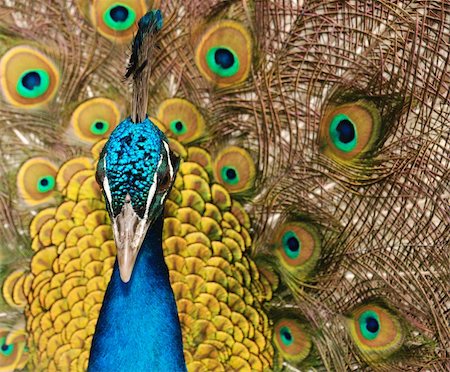 The peacock. male birds of the peacock the dismissed bright tail Stock Photo - Budget Royalty-Free & Subscription, Code: 400-05076611
