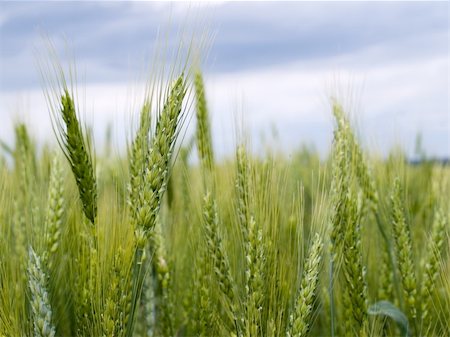 dragunov (artist) - The wheat field over the cloudy sky Photographie de stock - Aubaine LD & Abonnement, Code: 400-05076951