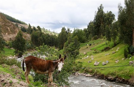 south american ranch - A donkey in the highlands of Ecuador rests on the side of a river Stock Photo - Budget Royalty-Free & Subscription, Code: 400-05076965