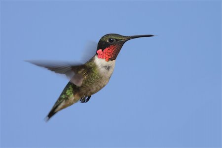 Ruby-throated Hummingbird (archilochus colubris) in flight Stock Photo - Budget Royalty-Free & Subscription, Code: 400-05077046