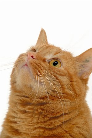 Cat is lokking up. Taken on clean white background. Stock Photo - Budget Royalty-Free & Subscription, Code: 400-05077120