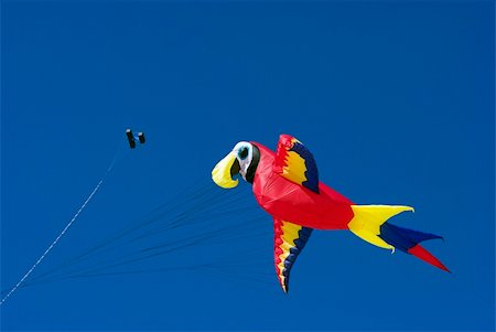 parrot bird flying - Parrot. Fantasy Kite High-Up in the Sky a Sunny Day on the Beach. Kite Flying Festival on Fanoe, Denmark. Stock Photo - Budget Royalty-Free & Subscription, Code: 400-05077197