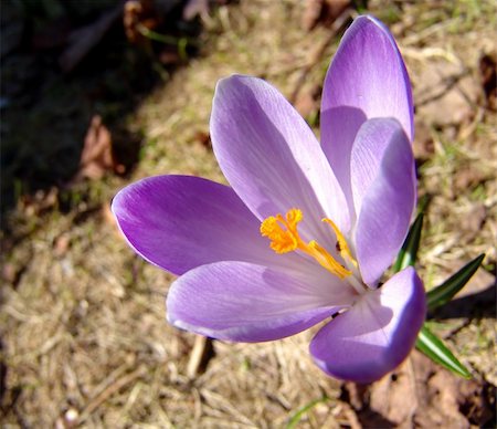 simsearch:400-04569116,k - A violet crocus flower closeup Photographie de stock - Aubaine LD & Abonnement, Code: 400-05077216