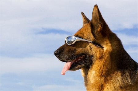 simsearch:400-04446495,k - Portrait of the German shepherd with solar glasses Fotografie stock - Microstock e Abbonamento, Codice: 400-05077227