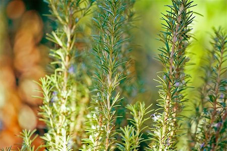 simsearch:400-05381074,k - Green rosemary plants in a garden close up photo Stock Photo - Budget Royalty-Free & Subscription, Code: 400-05077271