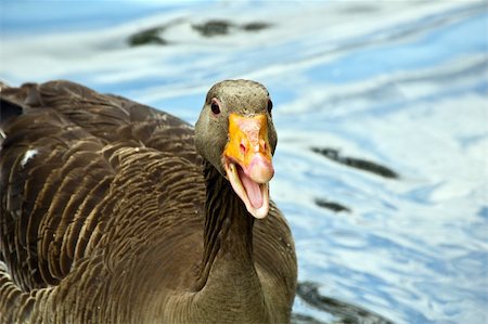 Gray lag goose. Anser anser. Foto de stock - Super Valor sin royalties y Suscripción, Código: 400-05077282