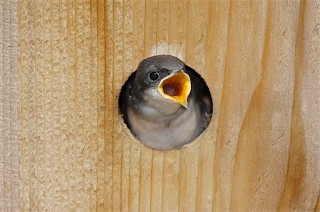 Hungry Baby Tree Swallow (tachycineta bicolor) in a birdhouse begging for food Photographie de stock - Aubaine LD & Abonnement, Code: 400-05077328