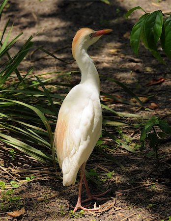 Common bird in South Florida - Cattle Egret (Bubulcus ibis) Photographie de stock - Aubaine LD & Abonnement, Code: 400-05077323